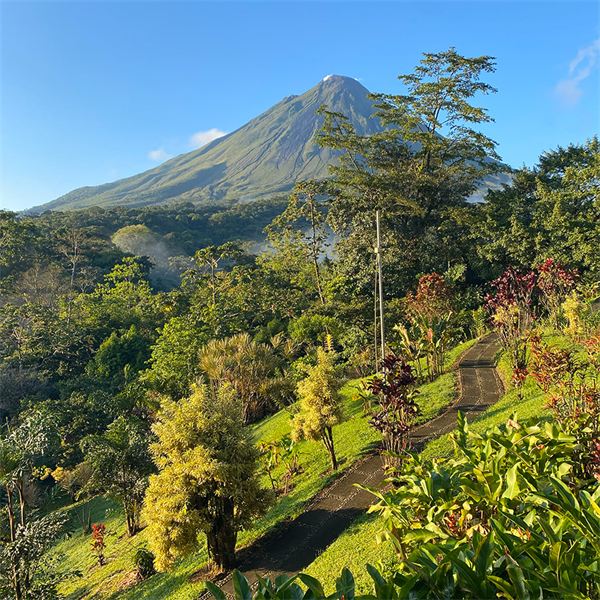 A volcano rising above rainforest, with a garden path winding down a green hillside in the foreground.